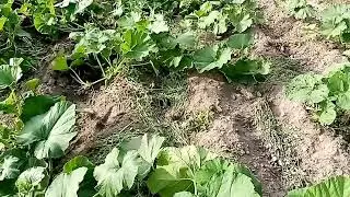 Огород заростает, но я не сдаюсь🧚‍♀️Жара42градуса🥵