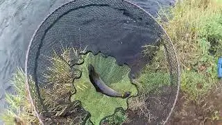 Silver Dollaghan Trout in fast water.