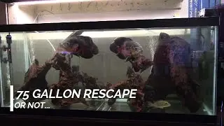 75 gallon rescape... or not?