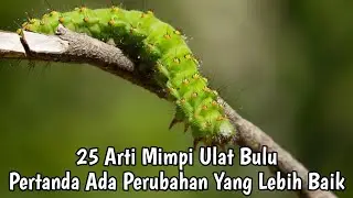 25 ARTI MIMPI ULAT BULU