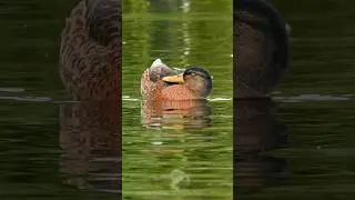Dabbling Duck - Eclipse plumage male Mallard #birds