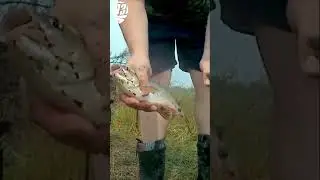 Подъязок на червя.