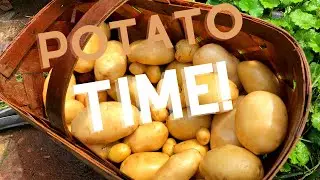 Growing POTATOES in containers!