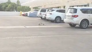 Maui Fight Parking Lot (Grey Francolin)