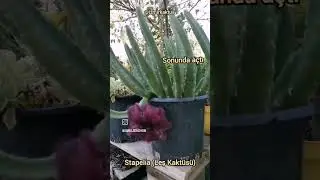 40 derece sıcakta açan güzellik #stapelia #leşkaktüsü #izmirkaktüs #foçayeniköy