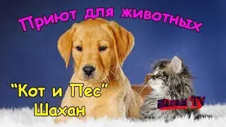 Приют для животных Кот и Пес Шахан