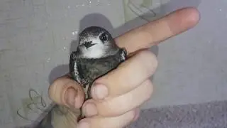 ну очень красивый глазастенький стриж 20190804 095547