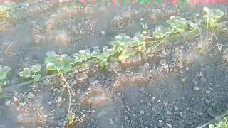 Сигнальная ягода клубники Ания