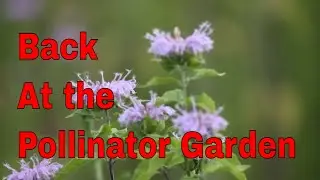 Creating A Pollinator Paradise: Keeping Wildlife Cool In The Summer Sun