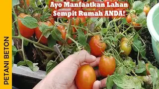 PANEN TOMAT DI RUMAH
