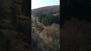 Секвойя в Крыму 