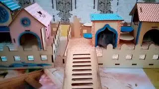 Крысиный городок. Каждому крысенышу по домику