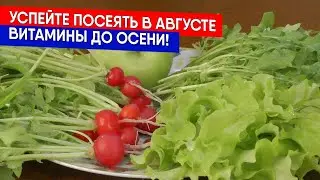 УСПЕЙТЕ ПОСЕЯТЬ В АВГУСТЕ - витамины до осени!