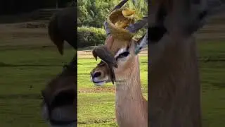 обклёвывание оленя