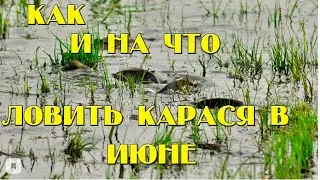 Как и на,что ловить карася в июне.