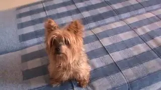 Excited yorkshire terrier :D