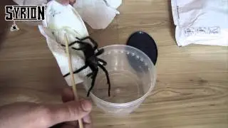 Unpacking: Brachypelma vagans samiec od Mnq92