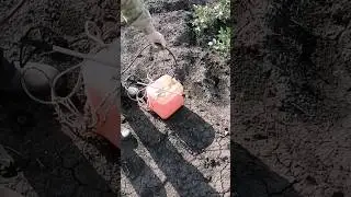 Надоели колорадские жуки? 