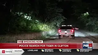 Reported tiger sighting leads to search in Clifton