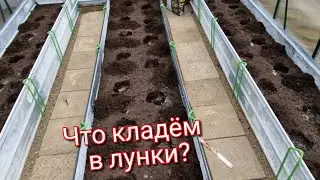 Заранее  готовим лунки перед  высадкой  рассады.
