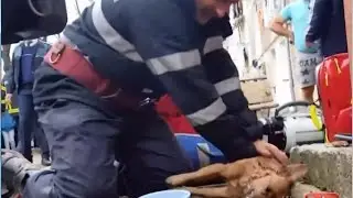 Firefighter who revived and saved a dog!