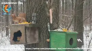 к нам пришли жить белочки