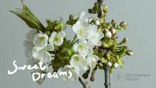 #cherryblossoms 🌸 #deepsleepmusic 😴