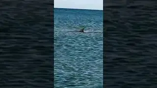 #shortsvideo