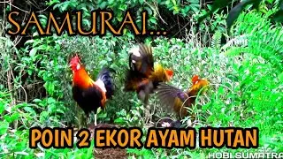 Pikat ayam hutan dapet 2 ekor samurai