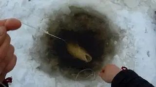 Налим на ерша!! Зимний перемет,донка!!