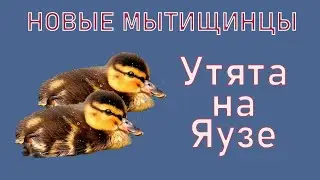 Прибавление в Мытищах