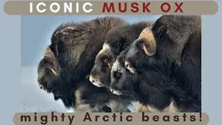 Mighty Musk Ox: Fascinating Facts of the Arctic Icon in 4k Ultra HD | Nature's Sweet Tales.