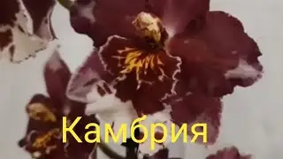 Пересадка камбрии🌿#Грунт для камбрии!