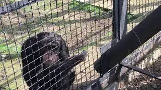 Никто не ожидал, что шимпанзе откажется от этого гостинца! The chimpanzee to refuse this gift!