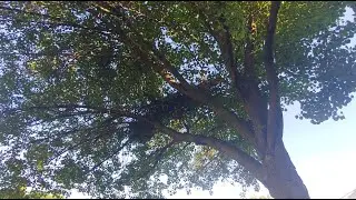 Blossom (Original Composition)