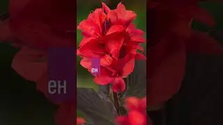 Цветы на лето 