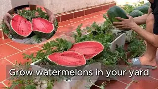 Growing watermelon in your yard brings unexpected results