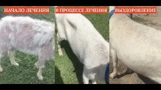 ВЫЛЕЧИЛ ЛЫСУЮ КОЗУ / ПРЕМИКС ДЛЯ КОЗ И ОВЕЦ