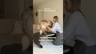 Tierarzt Training Zuhause 🐶🩺