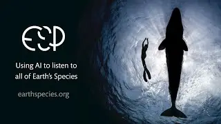 Using AI to listen to all of Earth's Species