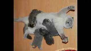 Breastfeeding two kittens❤️😺