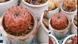 My Succulents After The Rain 2021/10/04