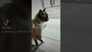 Маленькая коза