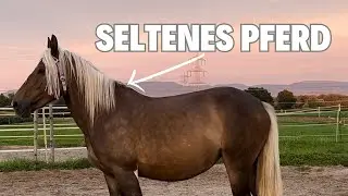 Plötzlich ein seltenes Pferd 😳|Wie hab ich es erfahren ?