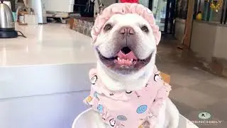 french bulldog puppy pajamas PJs