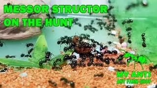 Messor structor ants prey on cockroaches (formicarium/nest for ants)
