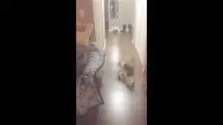 Kitten Intercepts and Chases Tennis Ball-Half Siberian Cat