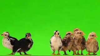 chicken Green background videos/Green screen videos 