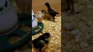 Week 2 Chick Update! #babychicks #growingup #homesteading
