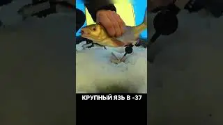 КРУПНЫЙ ЯЗЬ В -37 #рыбалка #река #поклевка #тайга #зима #подсечка #лунка #лунка #язь #здоровенныйязь